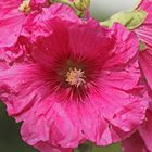 Gewöhnliche Stockrose (Alcea rosea)