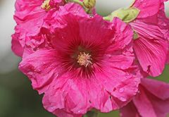 Gewöhnliche Stockrose (Alcea rosea)