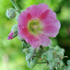 Gewöhnliche Stockrose (Alcea rosea)