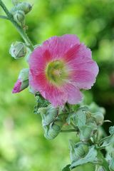 Gewöhnliche Stockrose (Alcea rosea)