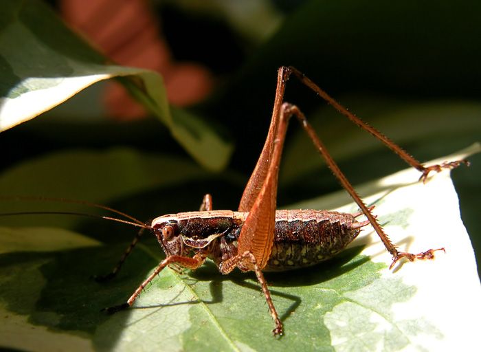 Gewöhnliche Strauchschrecke