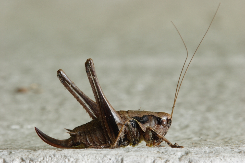 Gewöhnliche Strauchschrecke