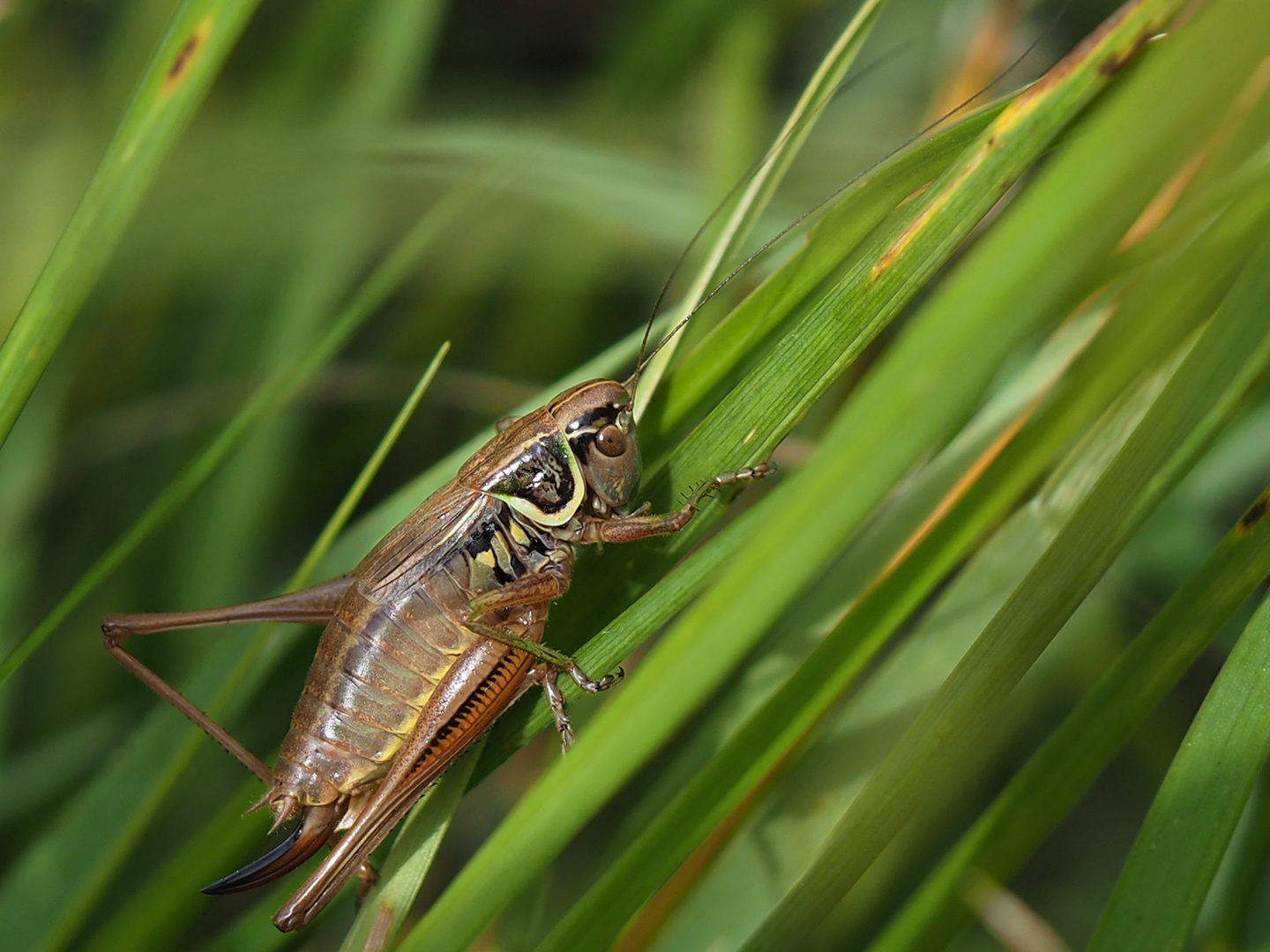 Gewöhnliche Strauchschrecke