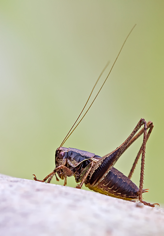 Gewöhnliche Strauchschrecke