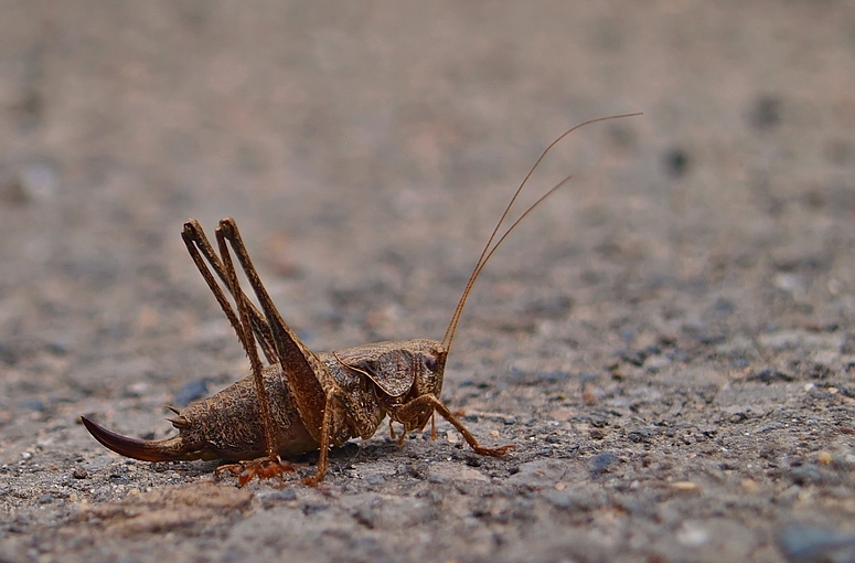 Gewöhnliche Strauchschrecke