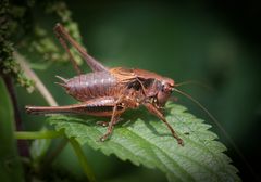 gewöhnliche strauchschrecke