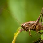 Gewöhnliche Strauchschrecke