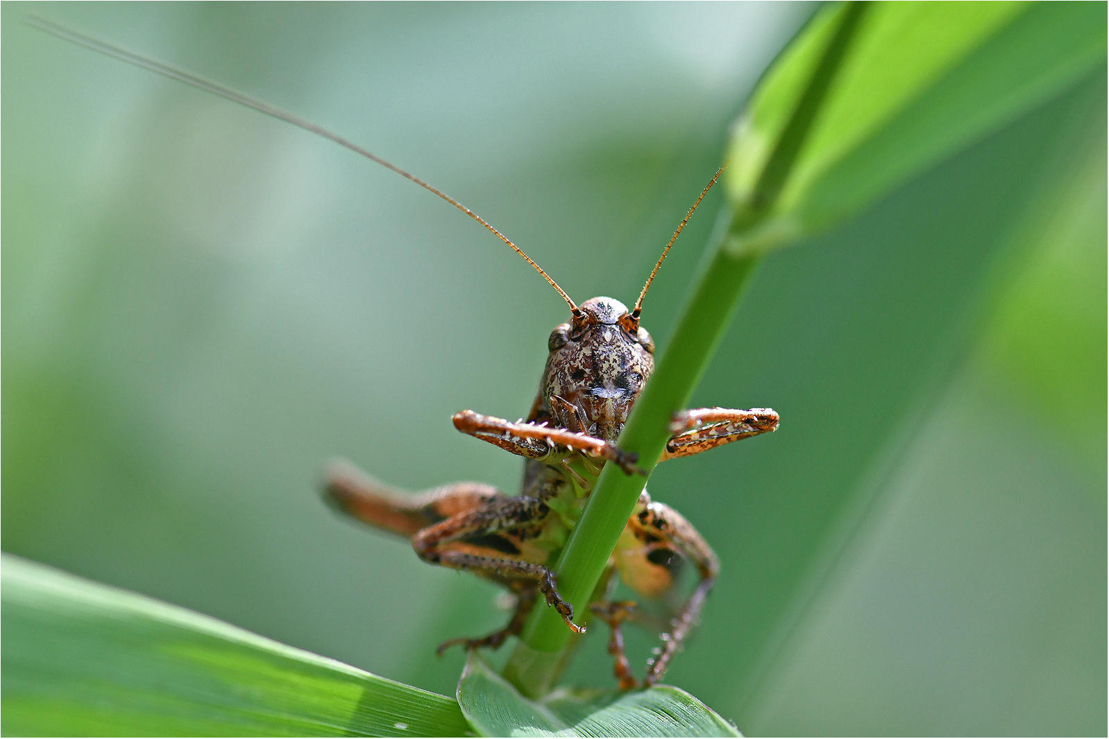 Gewöhnliche Strauchschrecke  -  Pholidoptera griseoaptera