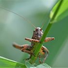 Gewöhnliche Strauchschrecke  -  Pholidoptera griseoaptera