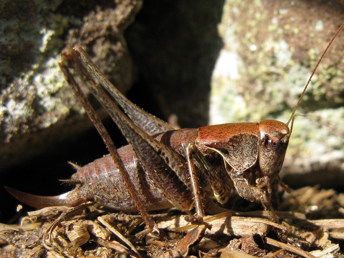 Gewöhnliche Strauchschrecke (Pholidoptera griseoaptera)