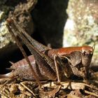 Gewöhnliche Strauchschrecke (Pholidoptera griseoaptera)