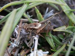 Gewöhnliche Strauchschrecke (Pholidoptera griseoaptera)