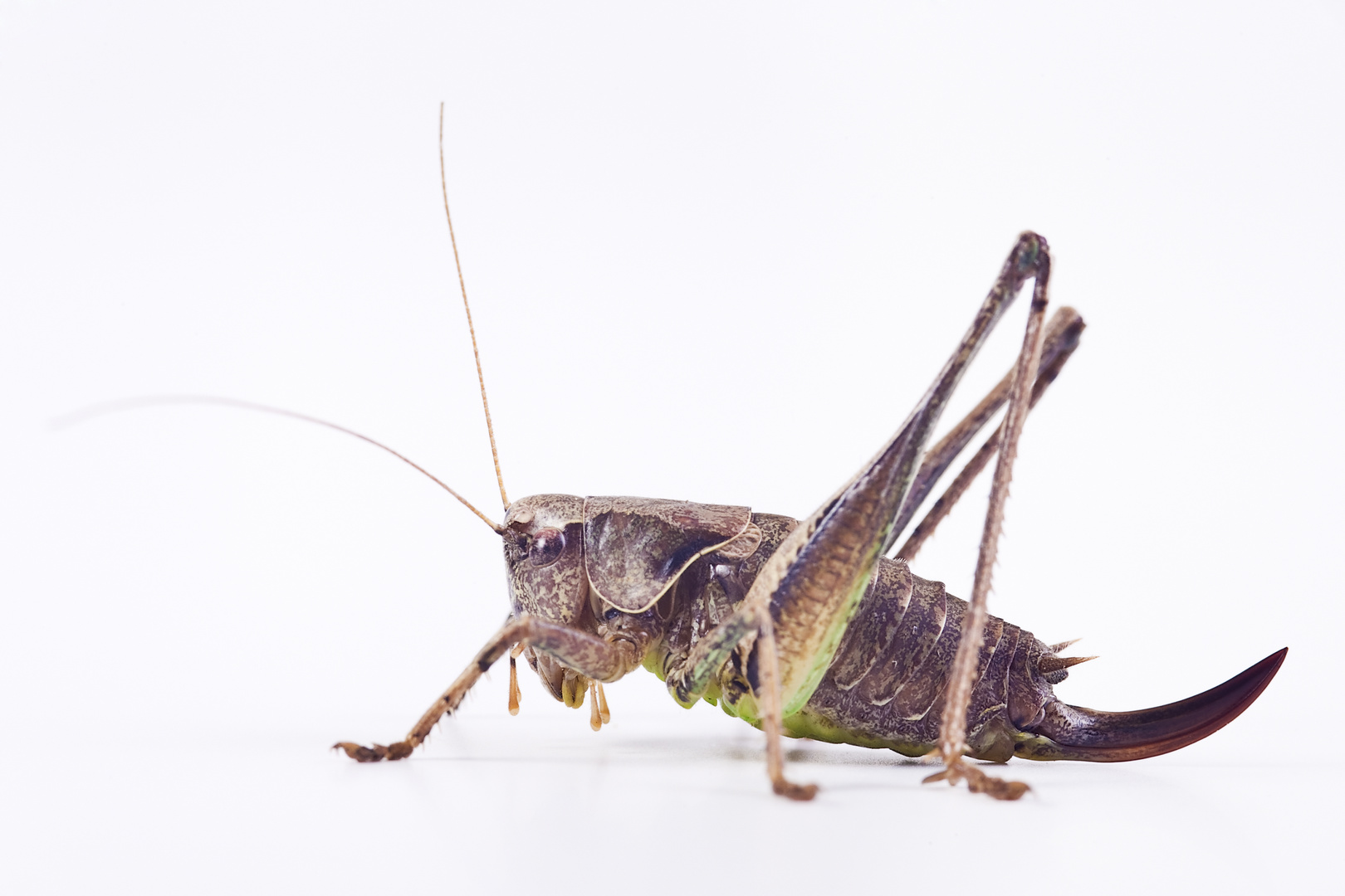 Gewöhnliche Strauchschrecke (Pholidoptera griseoaptera) - Dark Bush-cricket (Pholidoptera griseoapte
