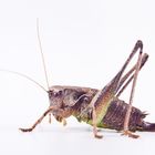 Gewöhnliche Strauchschrecke (Pholidoptera griseoaptera) - Dark Bush-cricket (Pholidoptera griseoapte