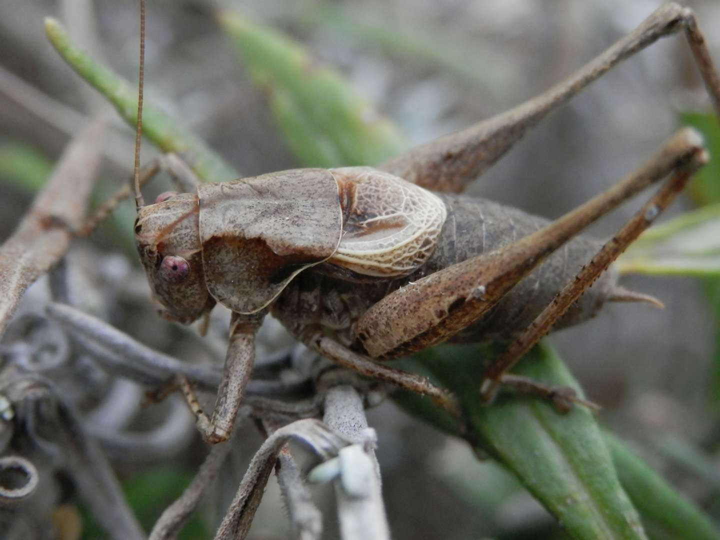 Gewöhnliche Strauchschrecke (Pholidoptera griseoaptera)