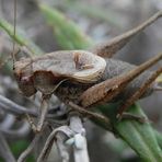 Gewöhnliche Strauchschrecke (Pholidoptera griseoaptera)