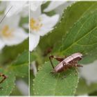 Gewöhnliche Strauchschrecke (Pholidoptera griseoaptera) - Larve