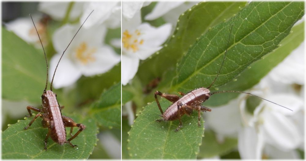 Gewöhnliche Strauchschrecke (Pholidoptera griseoaptera) - Larve