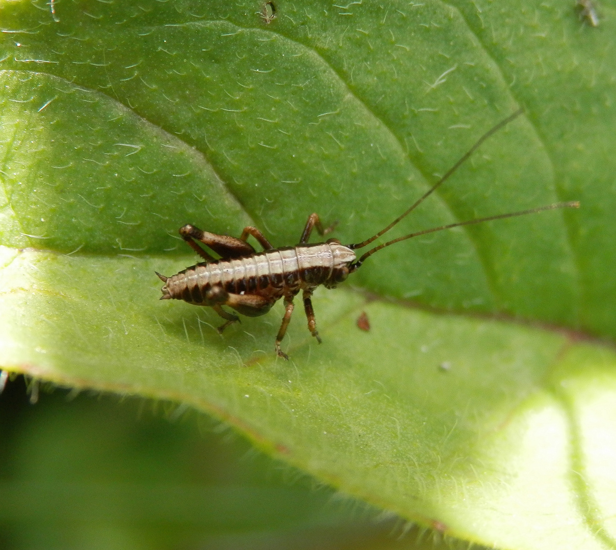 Gewöhnliche Strauchschrecke (Pholidoptera griseoaptera) - Larvenstadium