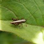 Gewöhnliche Strauchschrecke (Pholidoptera griseoaptera) - Larvenstadium