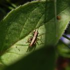 Gewöhnliche Strauchschrecke (Pholidoptera griseoaptera) - Larvenstadium