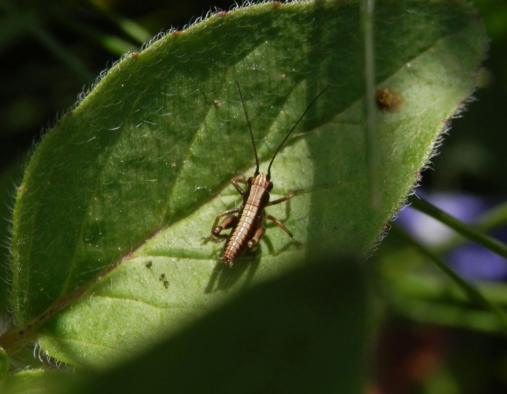 Gewöhnliche Strauchschrecke (Pholidoptera griseoaptera) - Larvenstadium