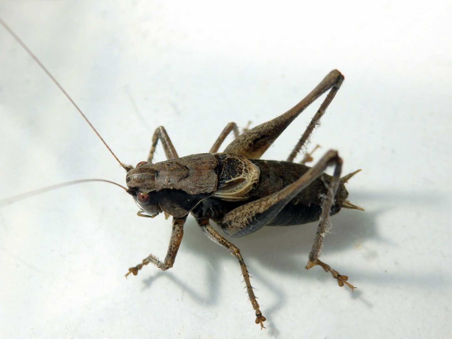 Gewöhnliche Strauchschrecke (Pholidoptera griseoaptera) - Männchen