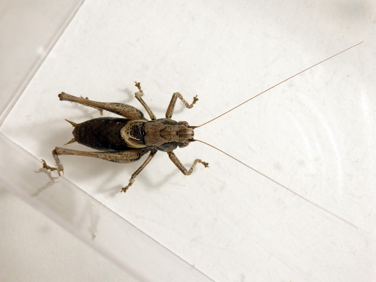 Gewöhnliche Strauchschrecke (Pholidoptera griseoaptera) - Männchen