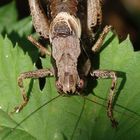 Gewöhnliche Strauchschrecke (Pholidoptera griseoaptera) - Männchen
