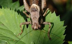 Gewöhnliche Strauchschrecke (Pholidoptera griseoaptera) - Männchen