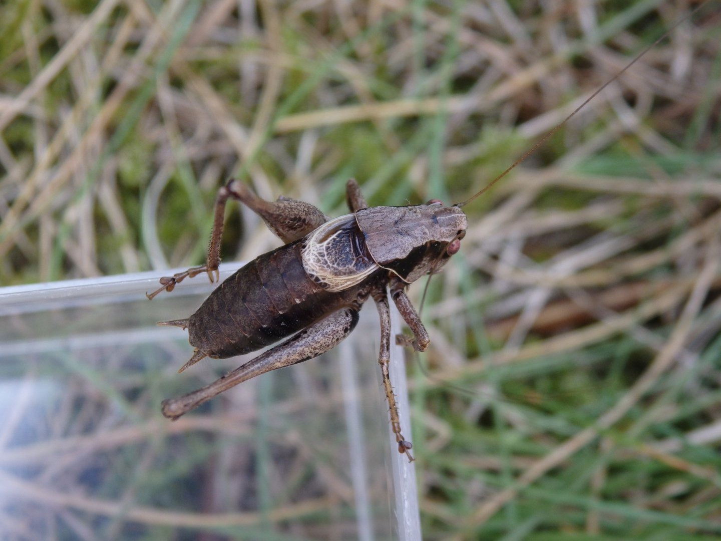 Gewöhnliche Strauchschrecke (Pholidoptera griseoaptera) - Männchen