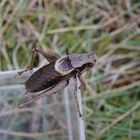 Gewöhnliche Strauchschrecke (Pholidoptera griseoaptera) - Männchen