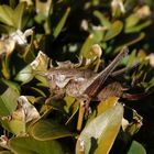 Gewöhnliche Strauchschrecke (Pholidoptera griseoaptera) - Weibchen