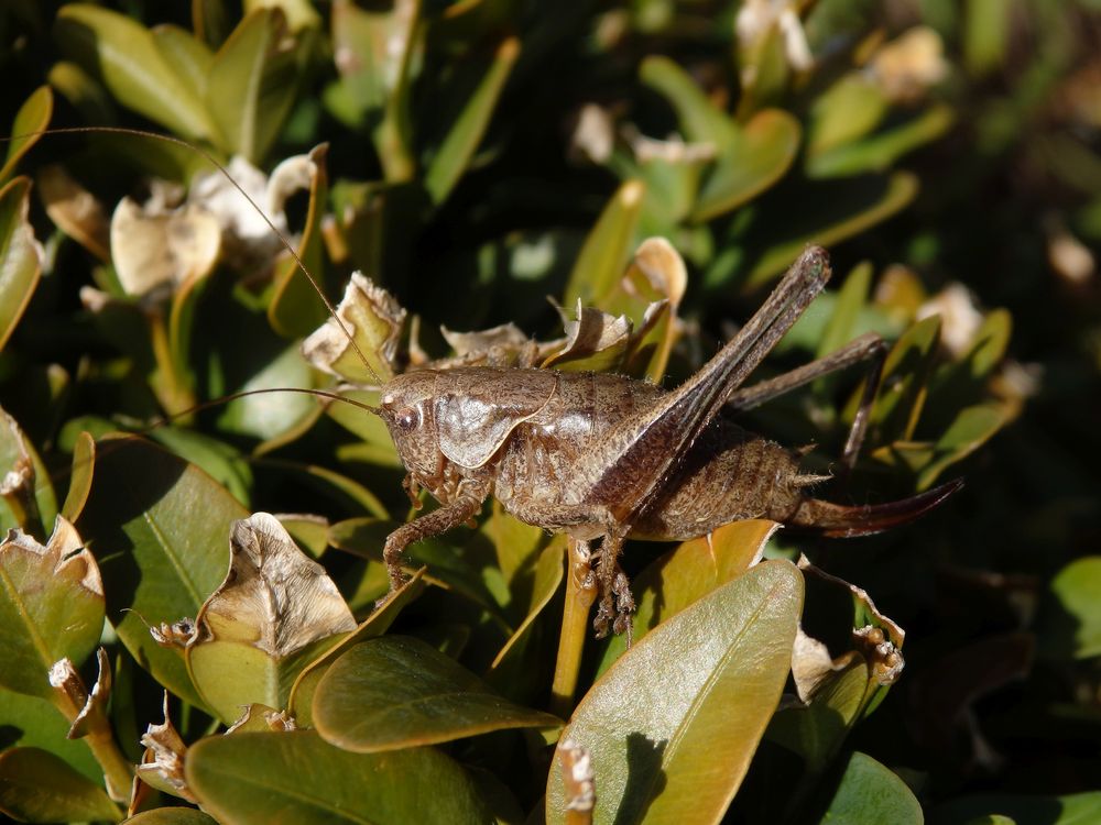 Gewöhnliche Strauchschrecke (Pholidoptera griseoaptera) - Weibchen