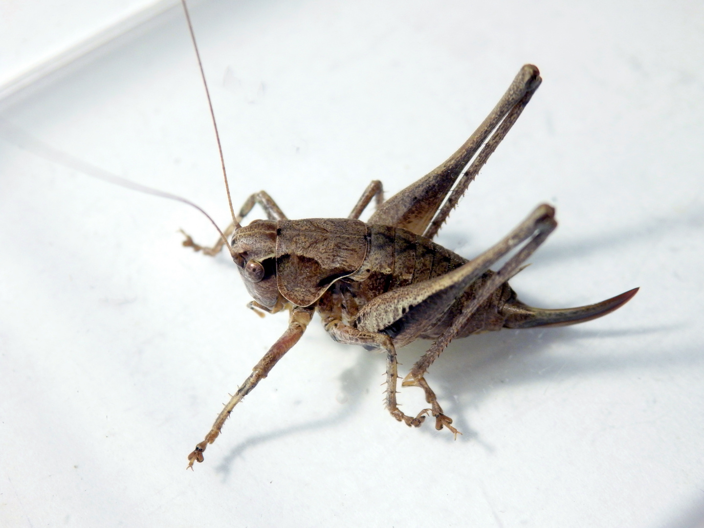 Gewöhnliche Strauchschrecke (Pholidoptera griseoaptera) - Weibchen