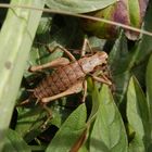 Gewöhnliche Strauchschrecke (Pholidoptera griseoaptera) - Weibchen