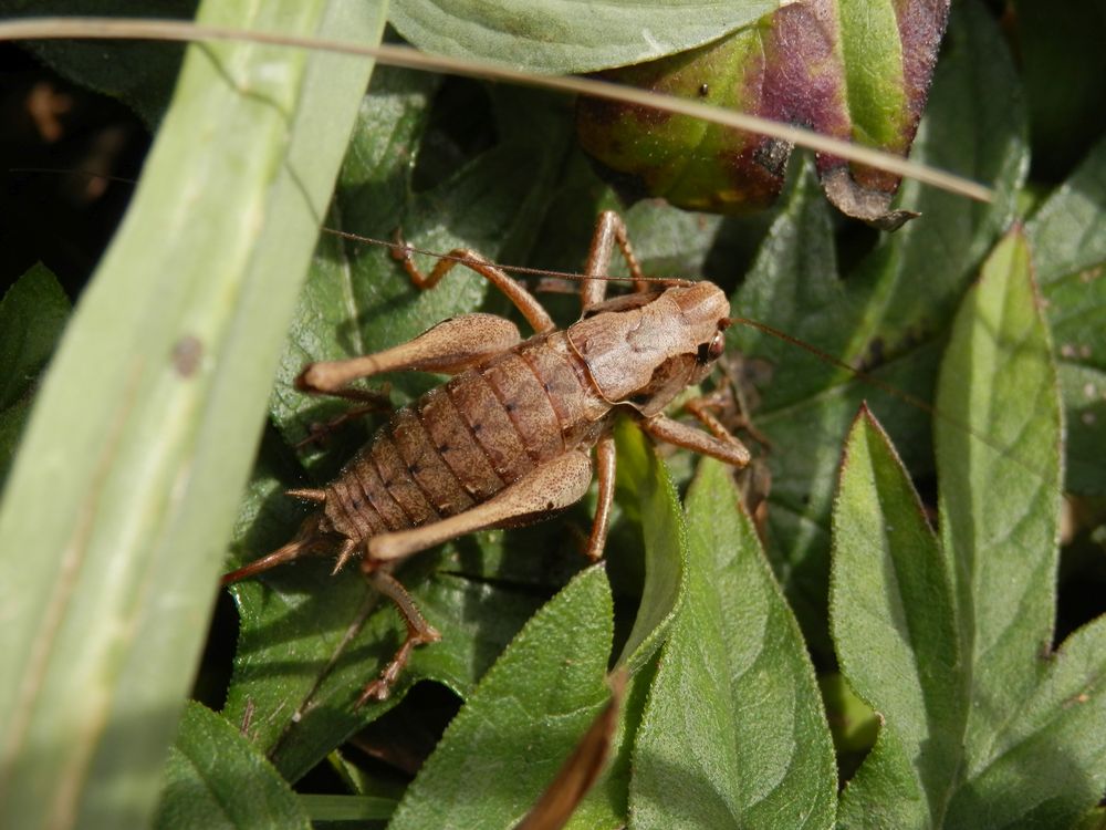 Gewöhnliche Strauchschrecke (Pholidoptera griseoaptera) - Weibchen