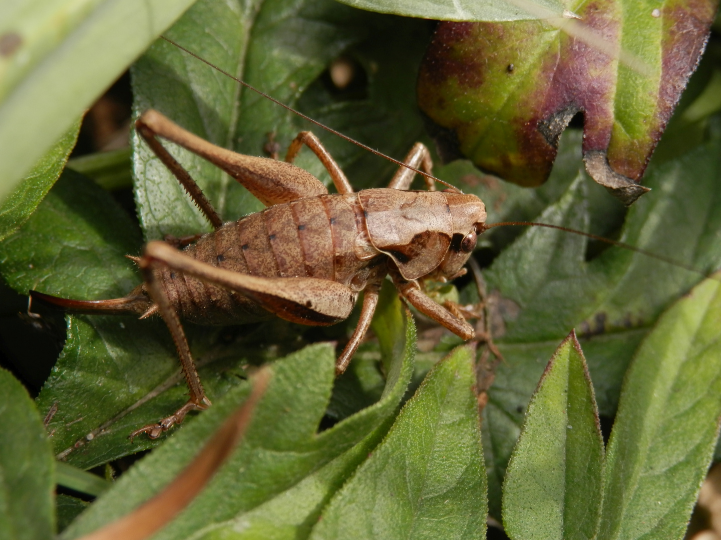 Gewöhnliche Strauchschrecke (Pholidoptera griseoaptera) - Weibchen