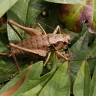 Gewöhnliche Strauchschrecke (Pholidoptera griseoaptera) - Weibchen