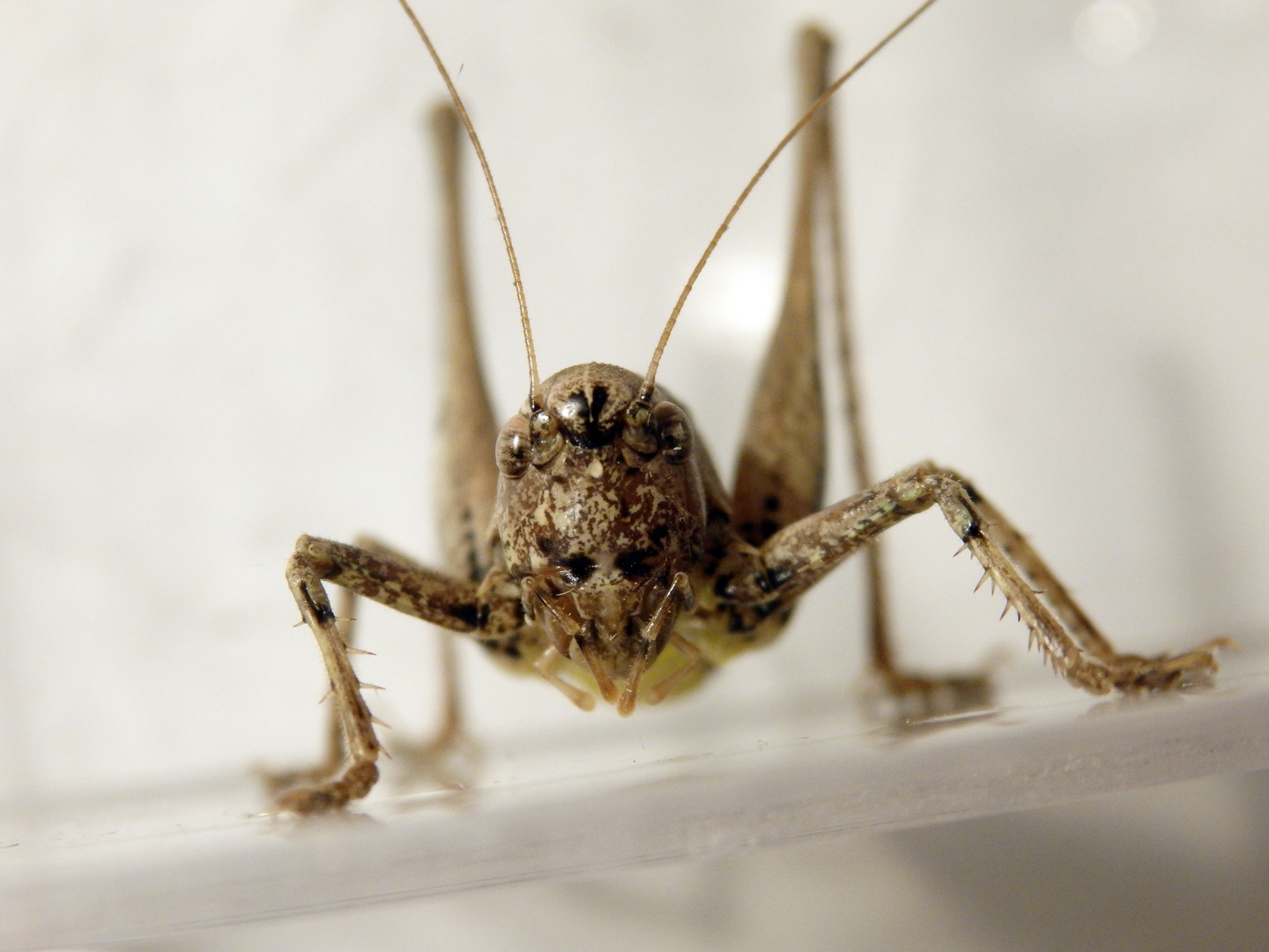 Gewöhnliche Strauchschrecke (Pholidoptera griseoaptera) - Weibchen