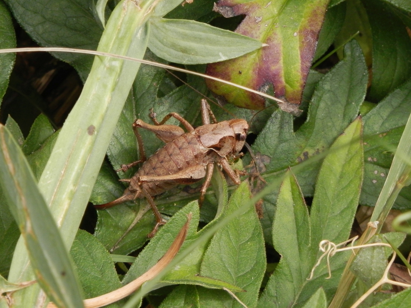 Gewöhnliche Strauchschrecke (Pholidoptera griseoaptera) - Weibchen