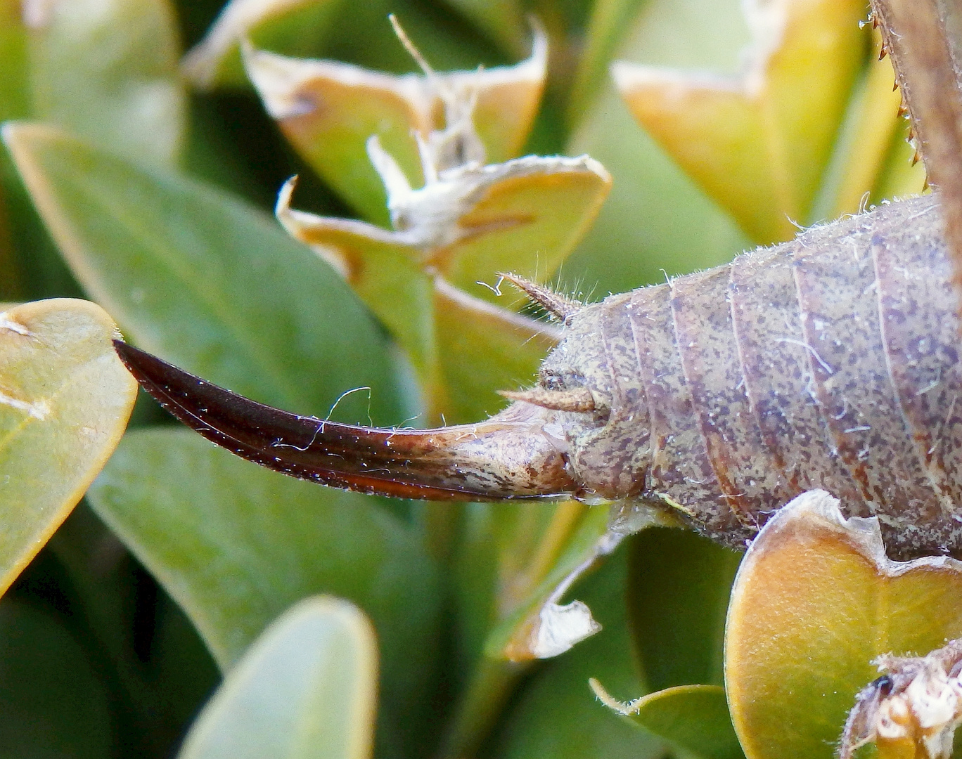 Gewöhnliche Strauchschrecke (Pholidoptera griseoaptera) - Weibchen