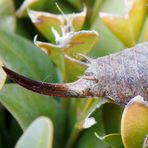 Gewöhnliche Strauchschrecke (Pholidoptera griseoaptera) - Weibchen