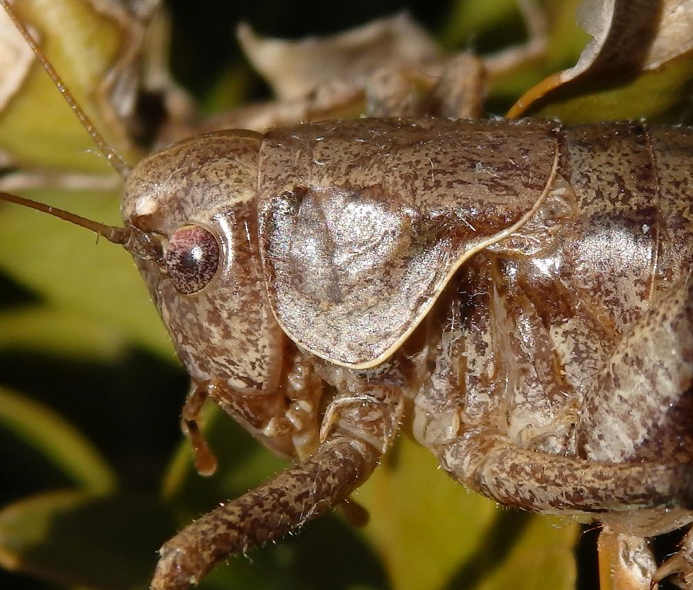 Gewöhnliche Strauchschrecke (Pholidoptera griseoaptera) - Weibchen