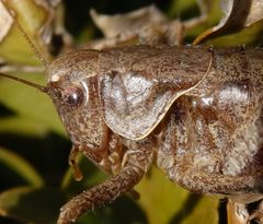 Gewöhnliche Strauchschrecke (Pholidoptera griseoaptera) - Weibchen