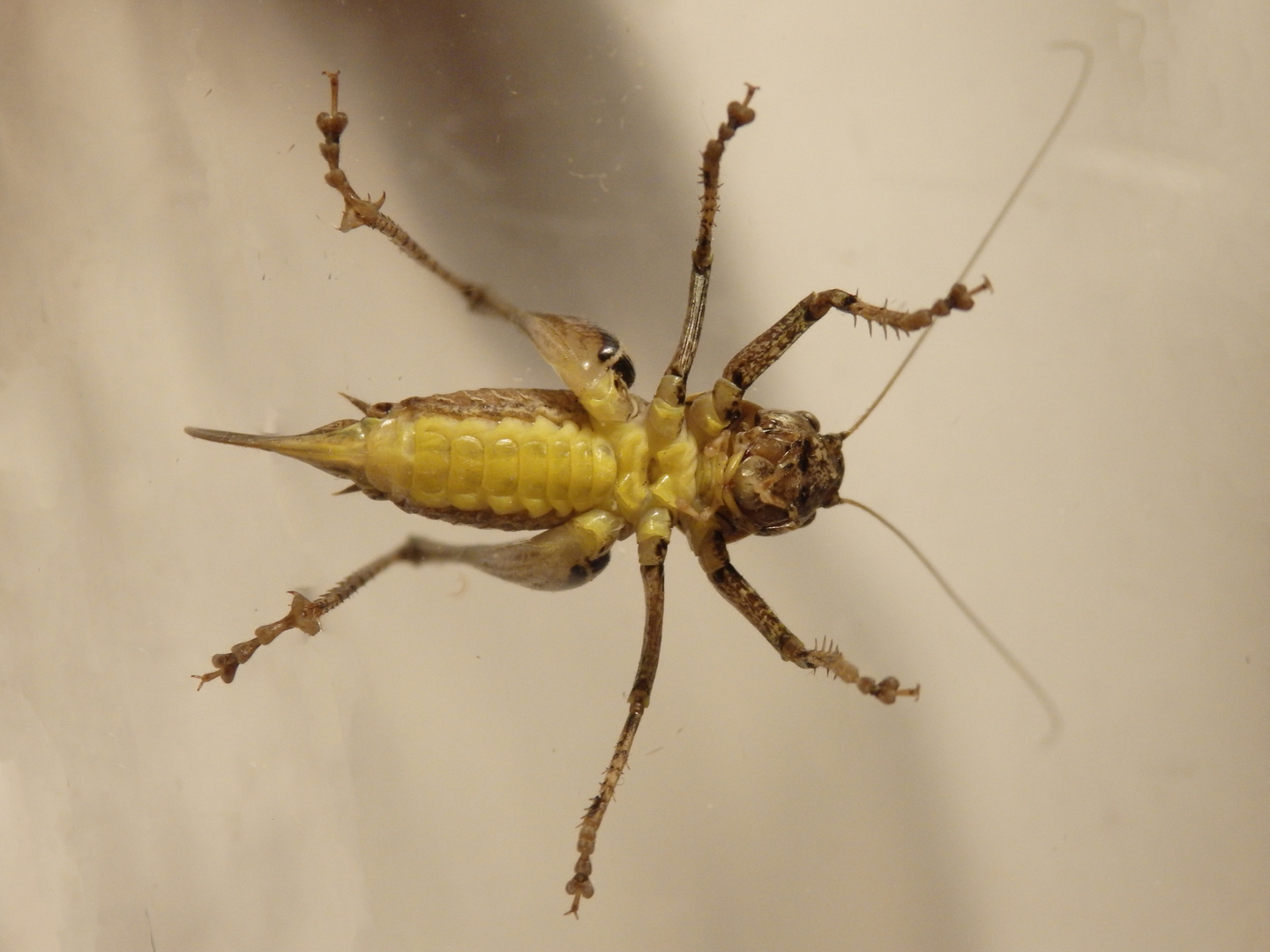 Gewöhnliche Strauchschrecke (Pholidoptera griseoaptera) - Weibchen