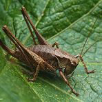 Gewöhnliche Strauchschrecke,Pholidoptera griseoaptera