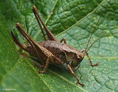 Gewöhnliche Strauchschrecke,Pholidoptera griseoaptera