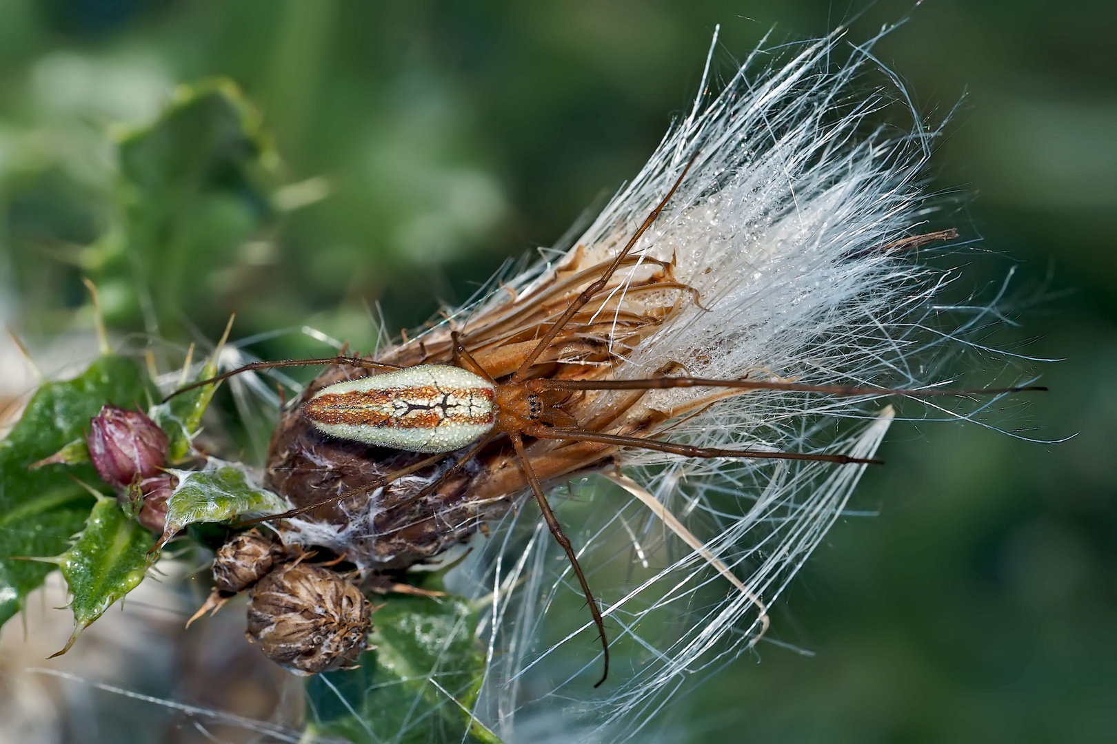 Gewöhnliche Streckerspinne (Tetragnatha extensa) - Une araignée qui vit dans la forêt...