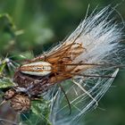 Gewöhnliche Streckerspinne (Tetragnatha extensa) - Une araignée qui vit dans la forêt...